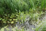 Sagittaria sagittifolia. Цветущие растения в сообществе с Nuphar lutea (крупные округлые листья) и другими водными растениями. Псковская обл., Псковский р-н, окр. дер. Филатова Гора; дол. р. Великая, старичное озерцо. 29.07.2021.