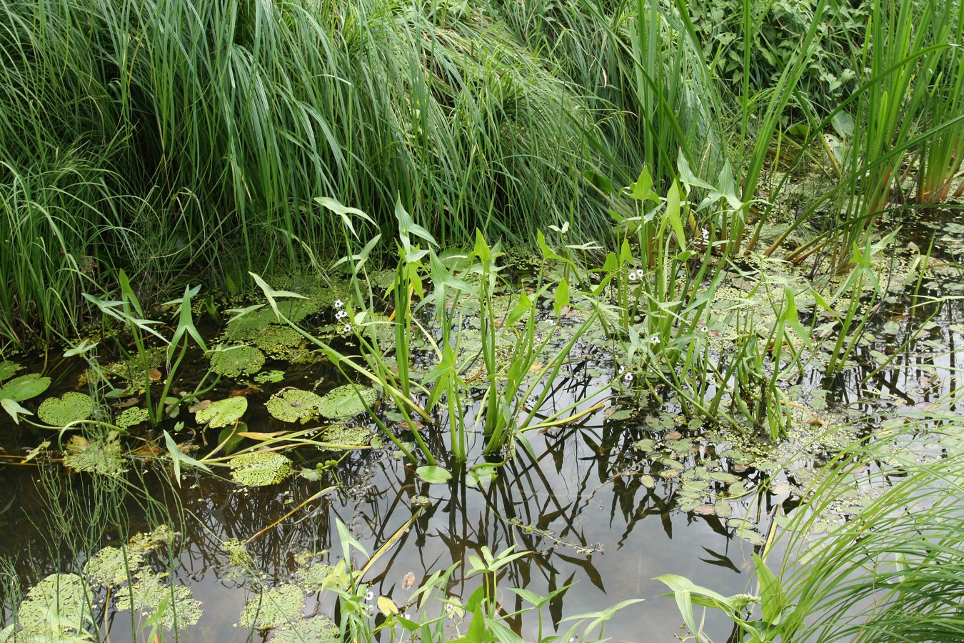 Image of Sagittaria sagittifolia specimen.