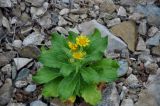 Senecio pseudoarnica