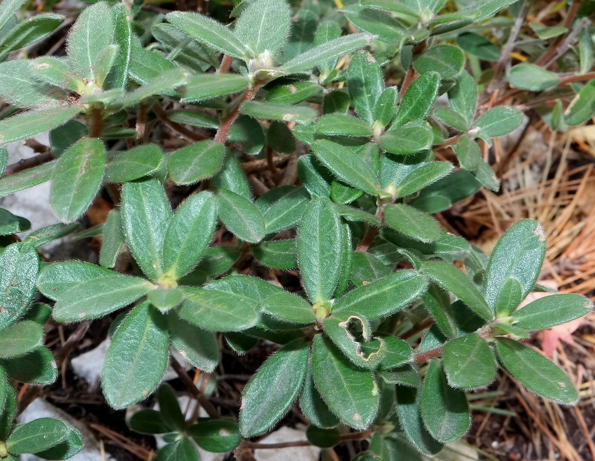 Image of Daphne pseudosericea specimen.