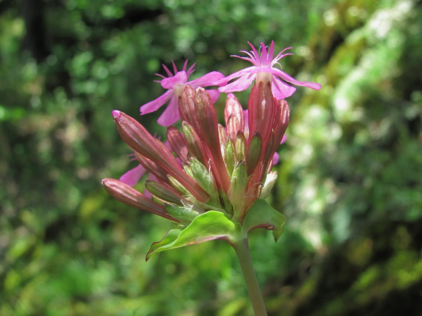 Image of Silene compacta specimen.