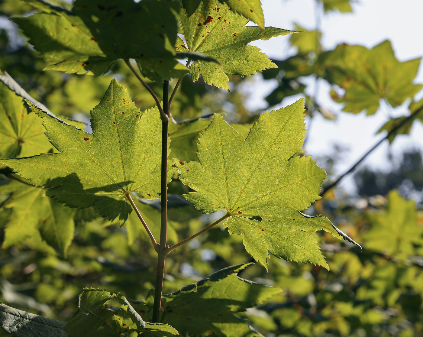 Изображение особи Acer circinatum.