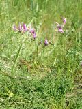 Astragalus macropus