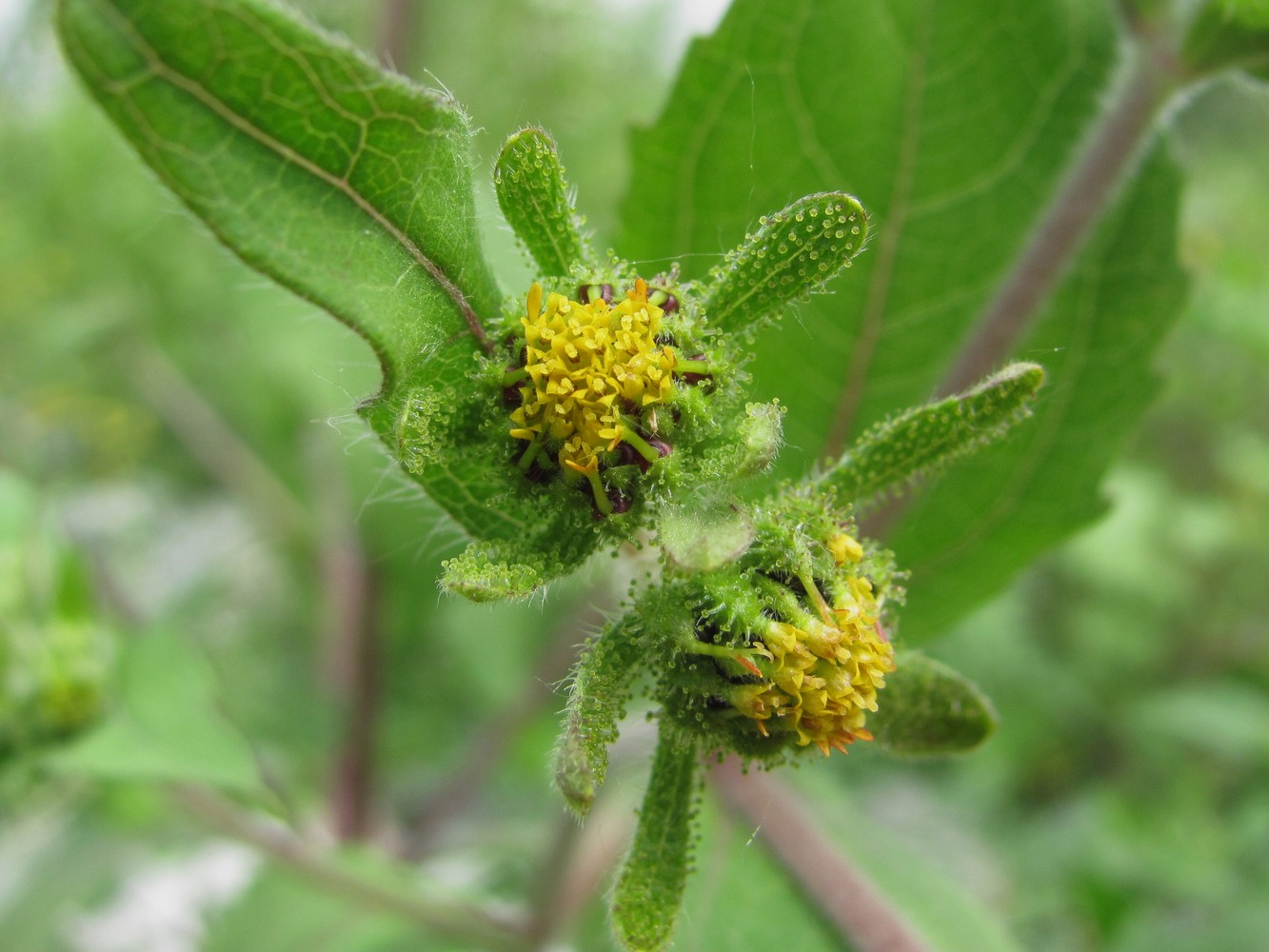 Image of Sigesbeckia orientalis specimen.