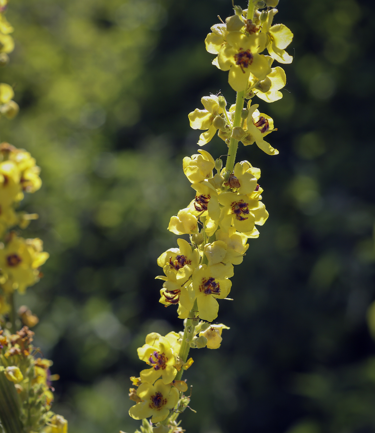 Изображение особи Verbascum nigrum.