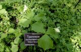 Trillium flexipes