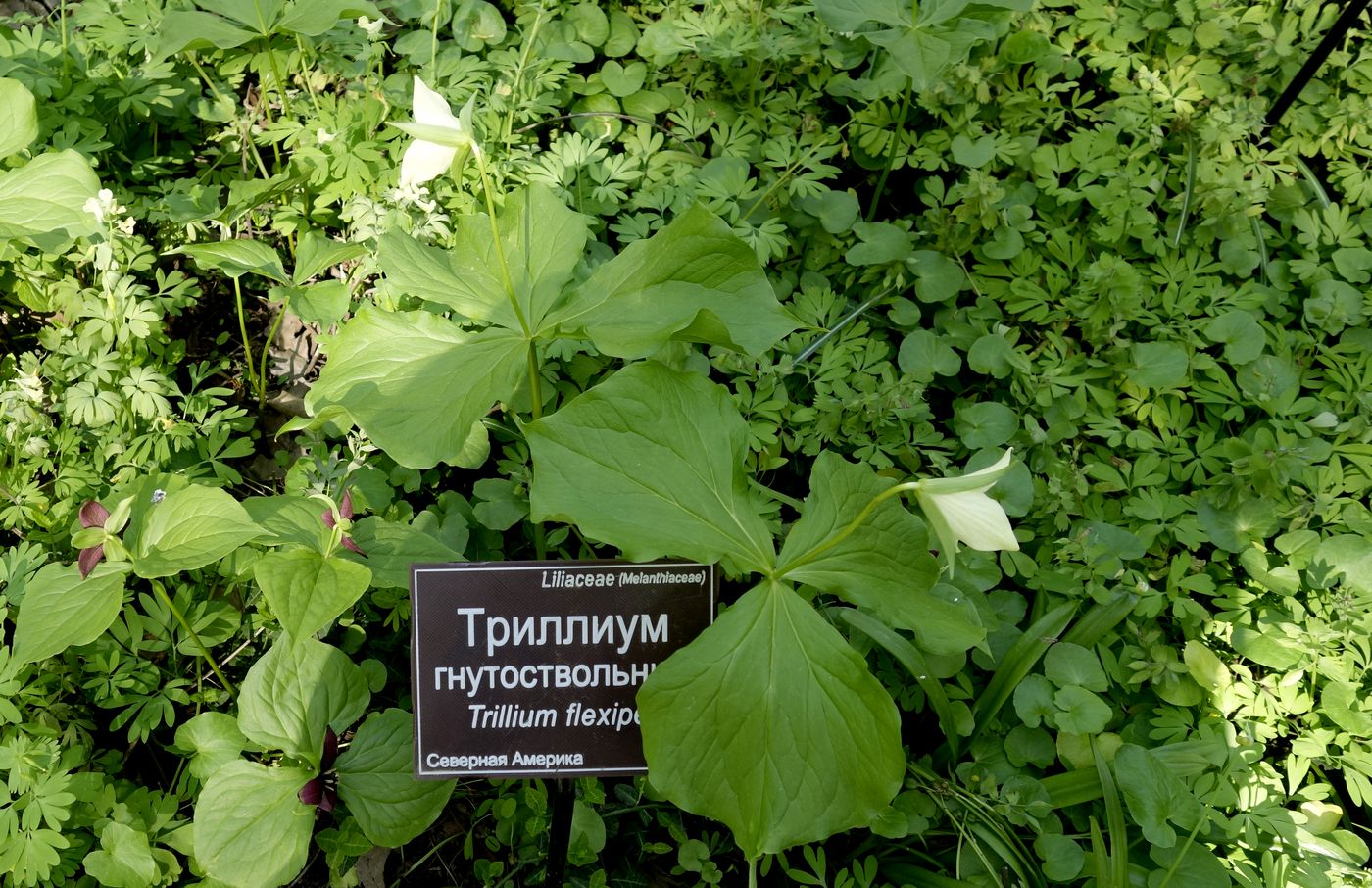 Image of Trillium flexipes specimen.