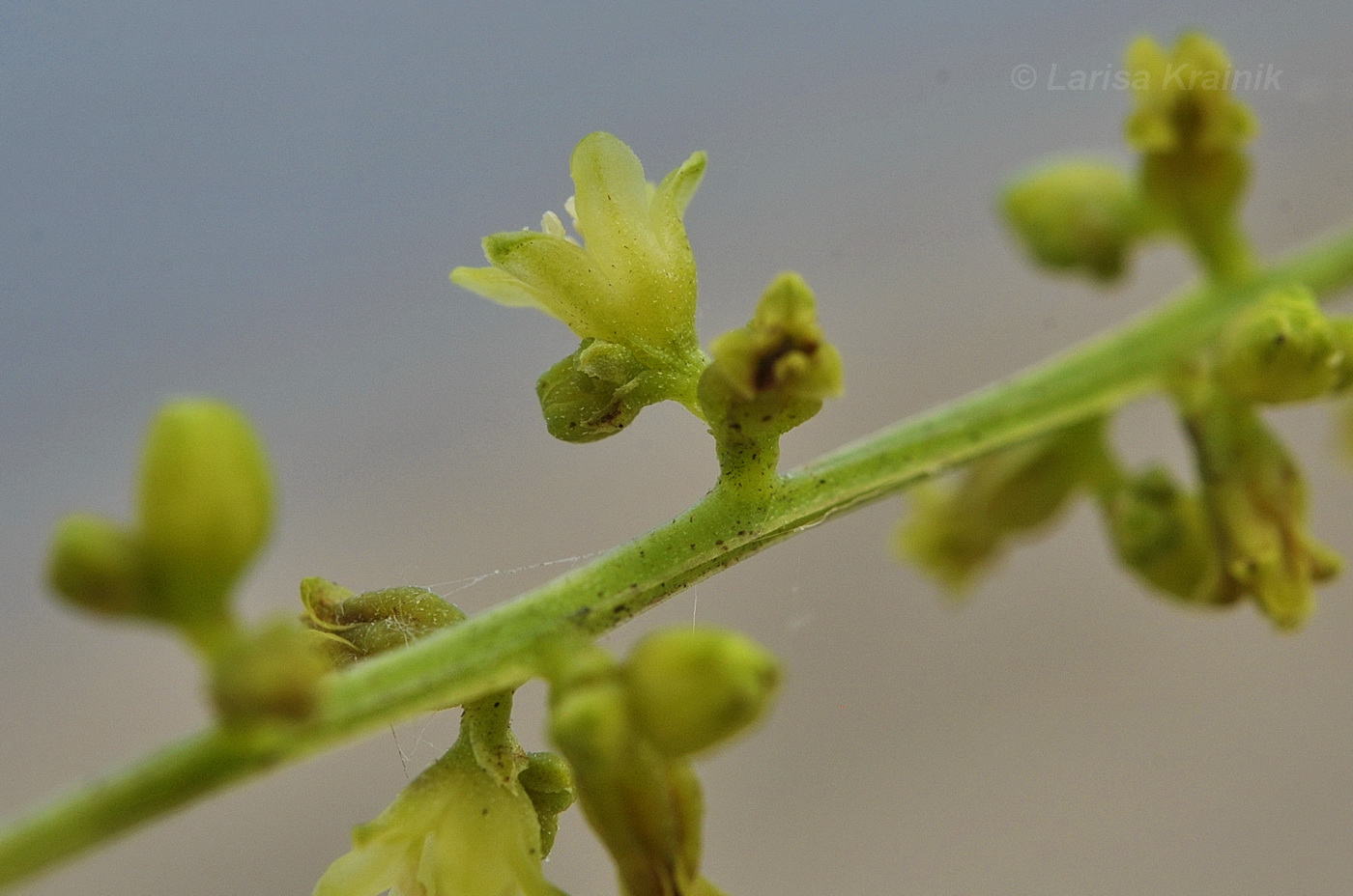 Image of Dioscorea nipponica specimen.