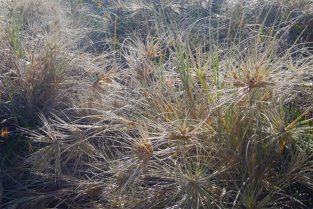 Image of Spinifex sericeus specimen.