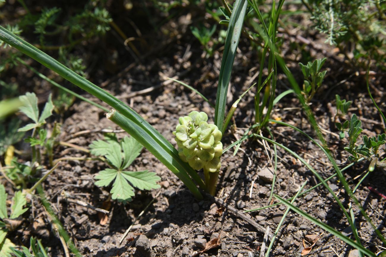 Изображение особи род Muscari.