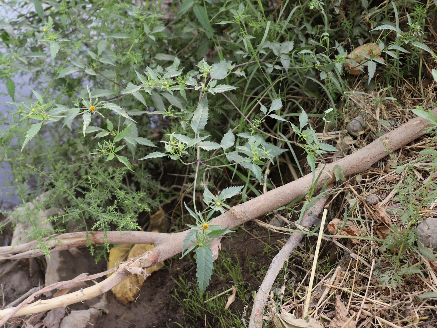 Image of Bidens frondosa specimen.