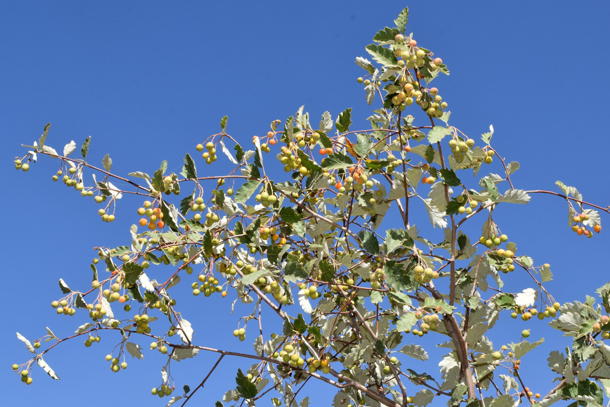 Image of Sorbus persica specimen.