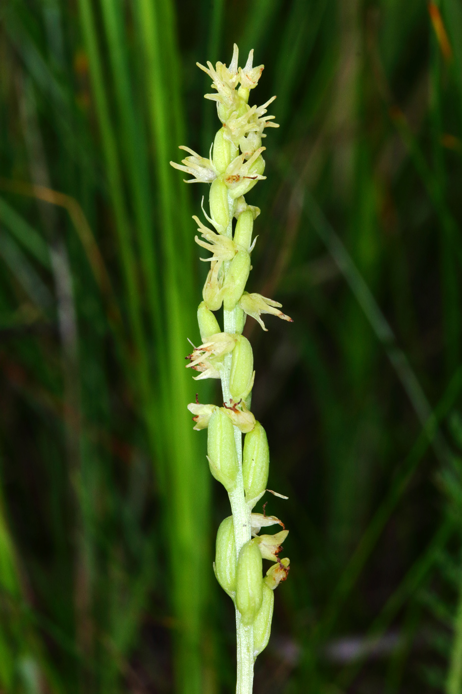 Изображение особи Herminium monorchis.