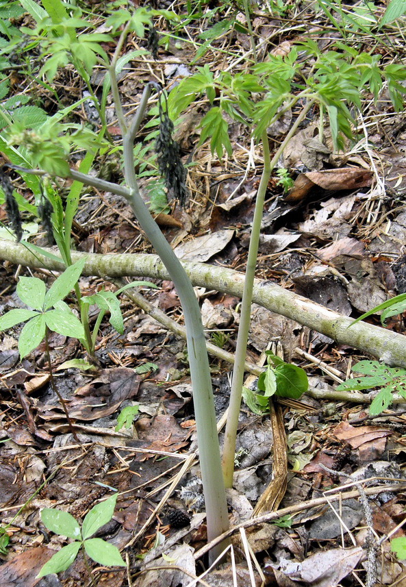 Image of Corydalis multiflora specimen.