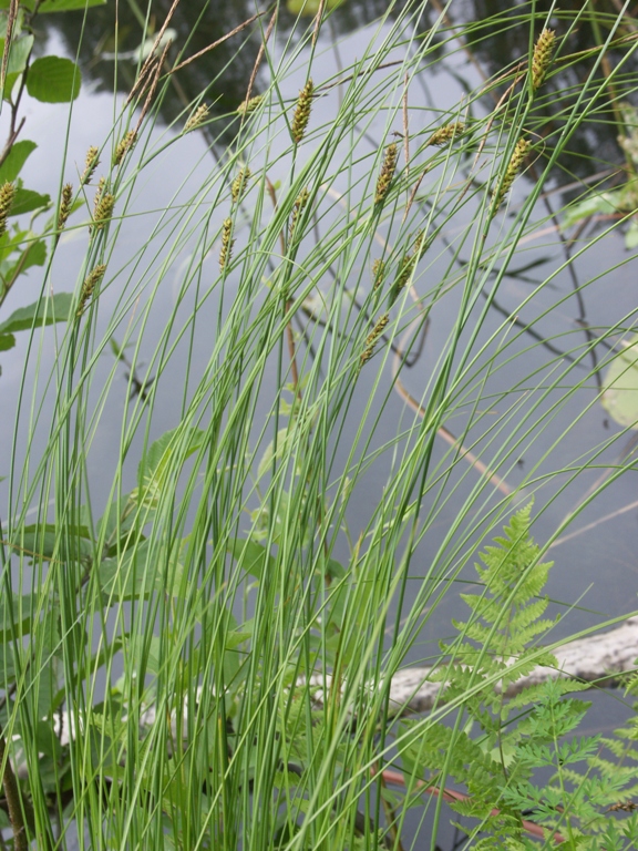 Image of Carex lasiocarpa specimen.