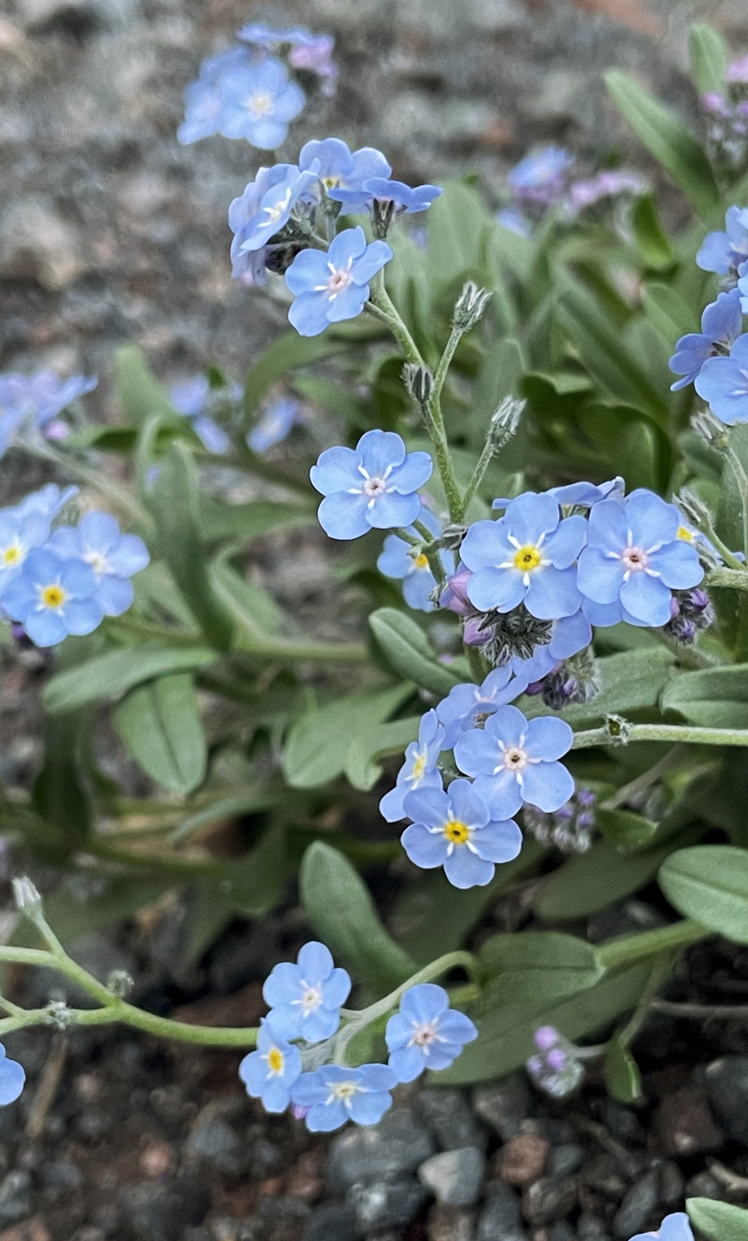 Image of Myosotis alpestris specimen.