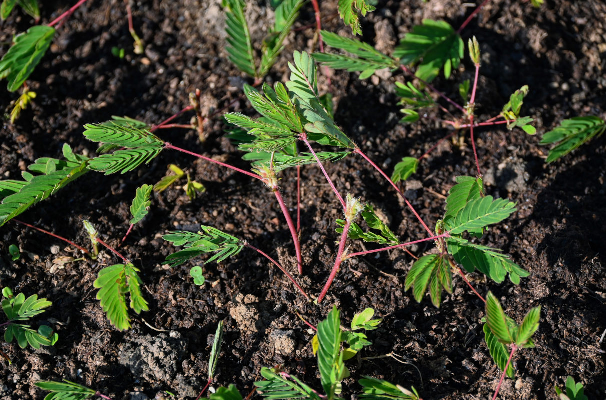 Image of Mimosa pudica specimen.