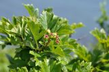 Crataegus pinnatifida