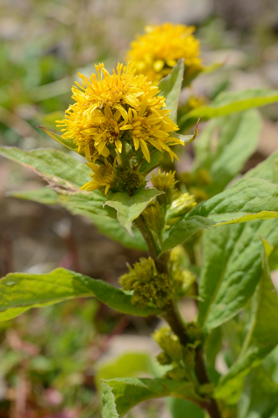 Image of Solidago virgaurea ssp. caucasica specimen.