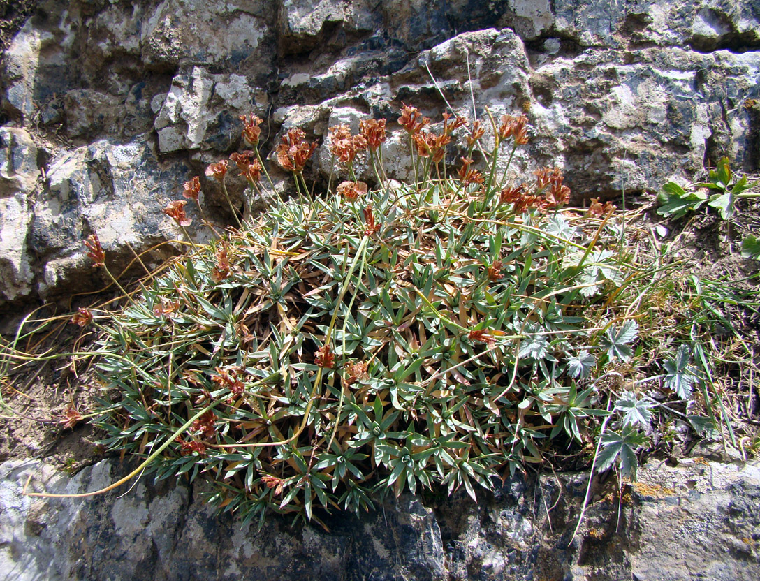 Image of Acantholimon fetisowii specimen.