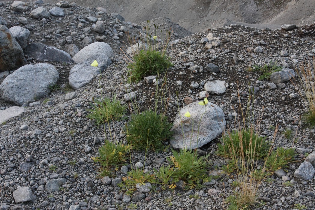 Image of Papaver lapponicum specimen.