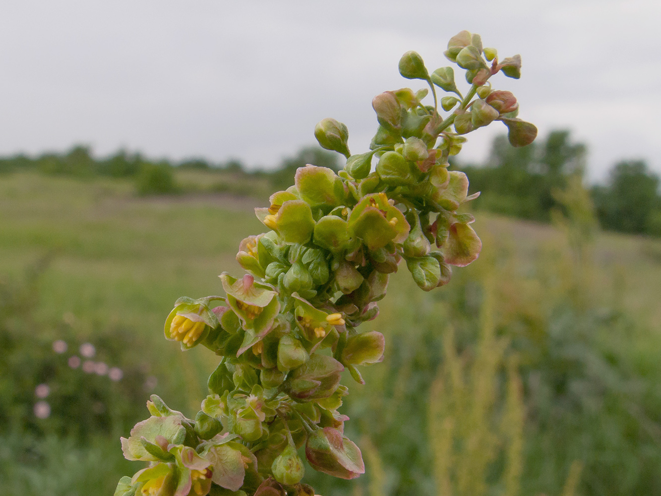 Image of Rumex patientia specimen.