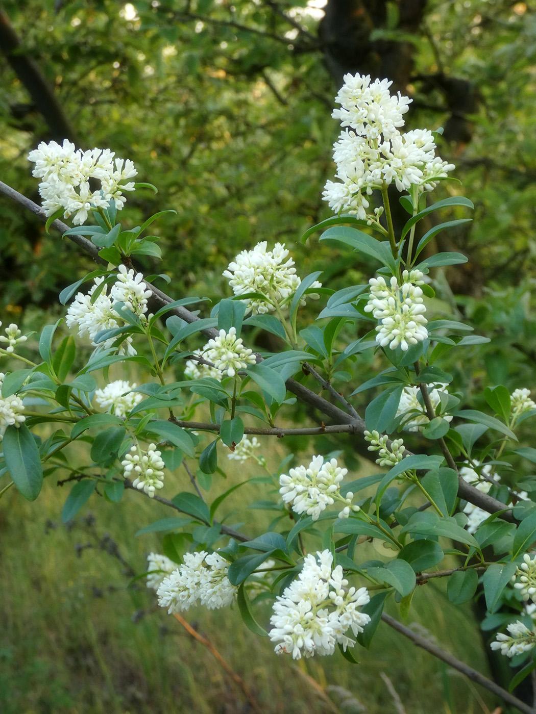 Image of Ligustrum vulgare specimen.