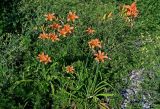 Hemerocallis &times; hybrida