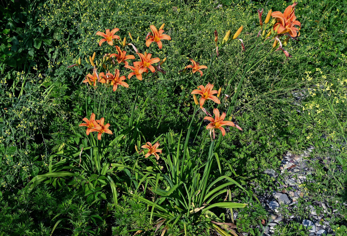 Изображение особи Hemerocallis &times; hybrida.