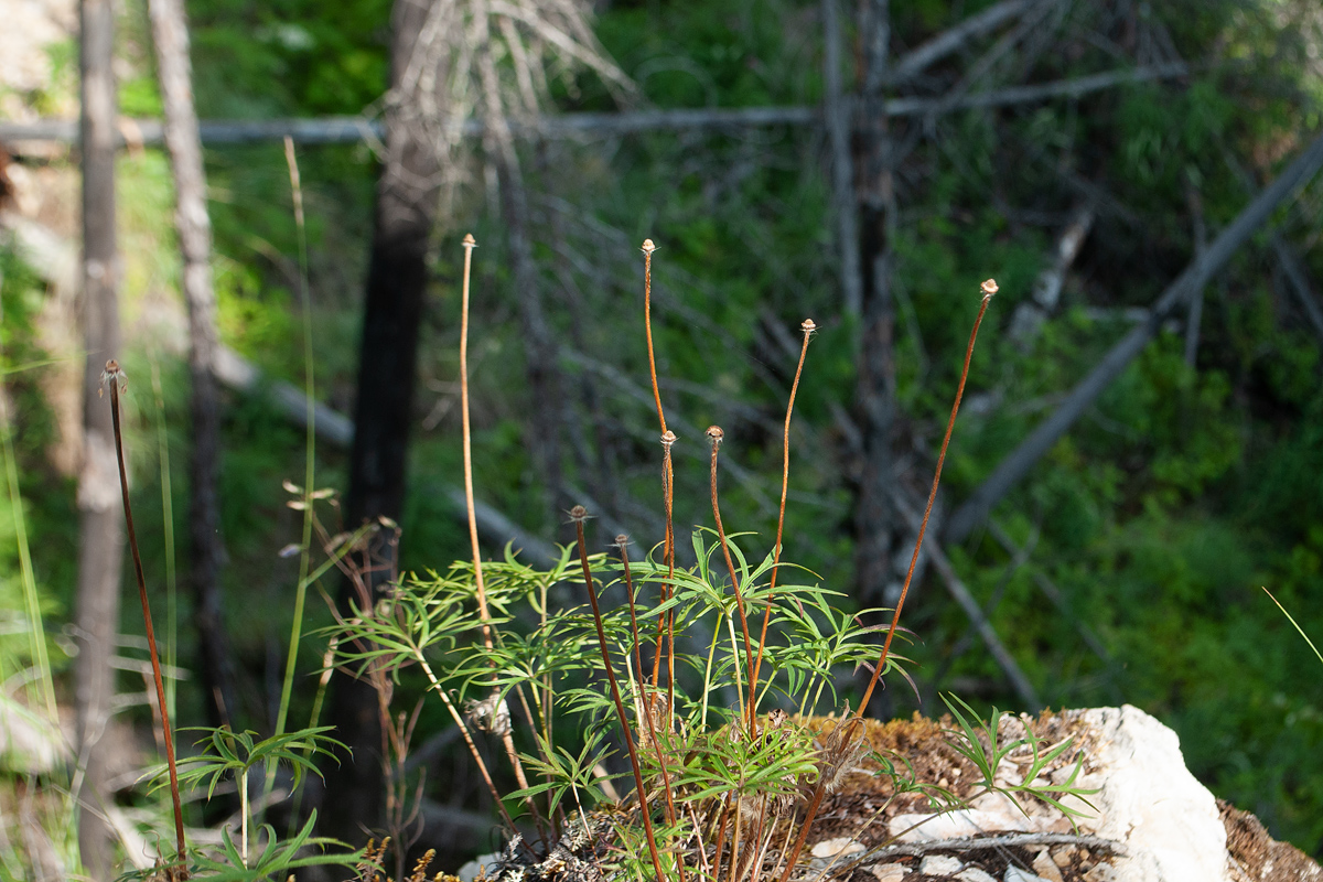 Image of Pulsatilla angustifolia specimen.