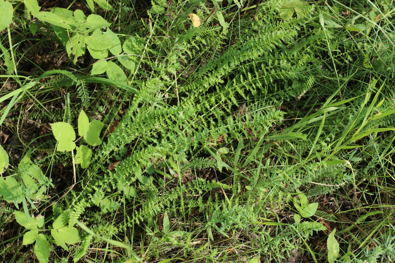 Изображение особи Filipendula vulgaris.