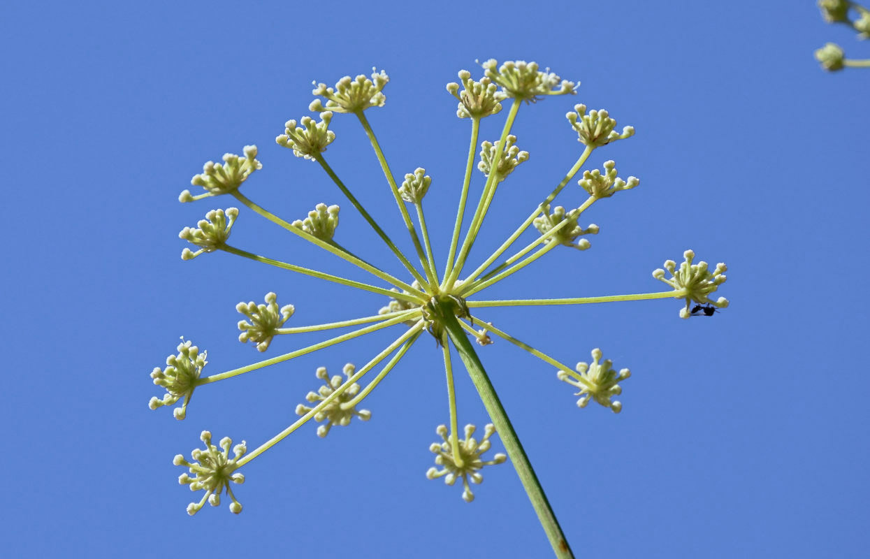 Image of Mediasia macrophylla specimen.