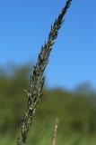 Calamagrostis groenlandica. Часть развивающегося соцветия. Ленинградская обл., Ломоносовский р-н, окр. Шепелёвского маяка; п-ов Каравалдай, берег Финского залива, затопленный ситниково-болотницевый марш. 10.06.2023.