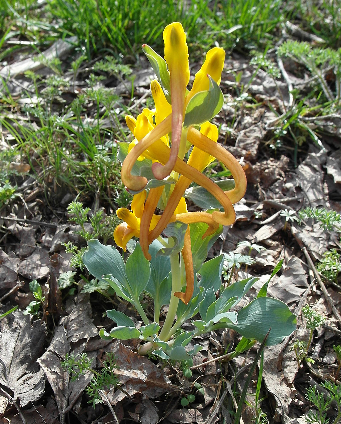 Image of Corydalis sewerzowii specimen.