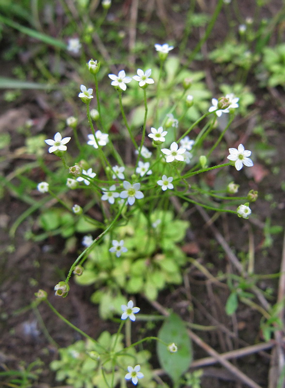 Image of Androsace filiformis specimen.