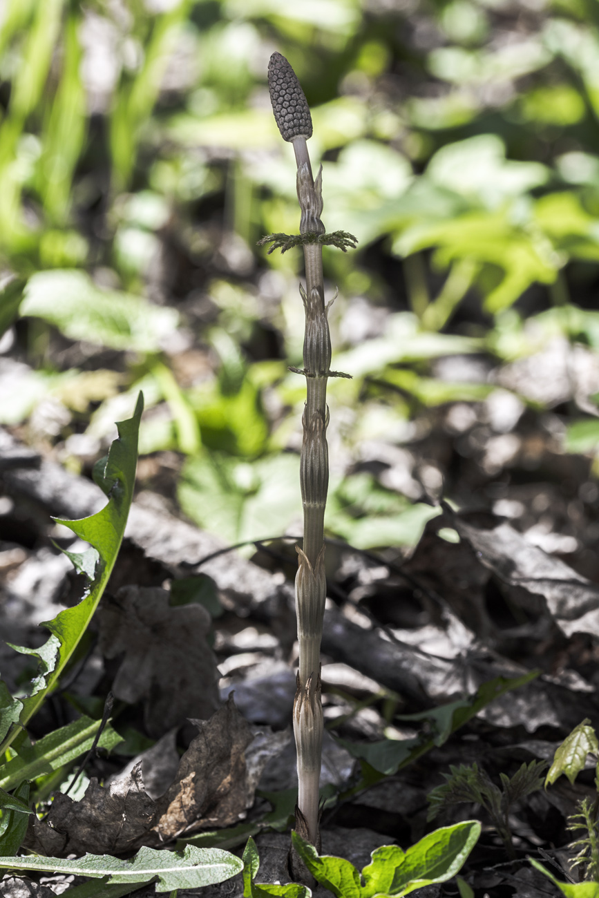 Image of Equisetum sylvaticum specimen.