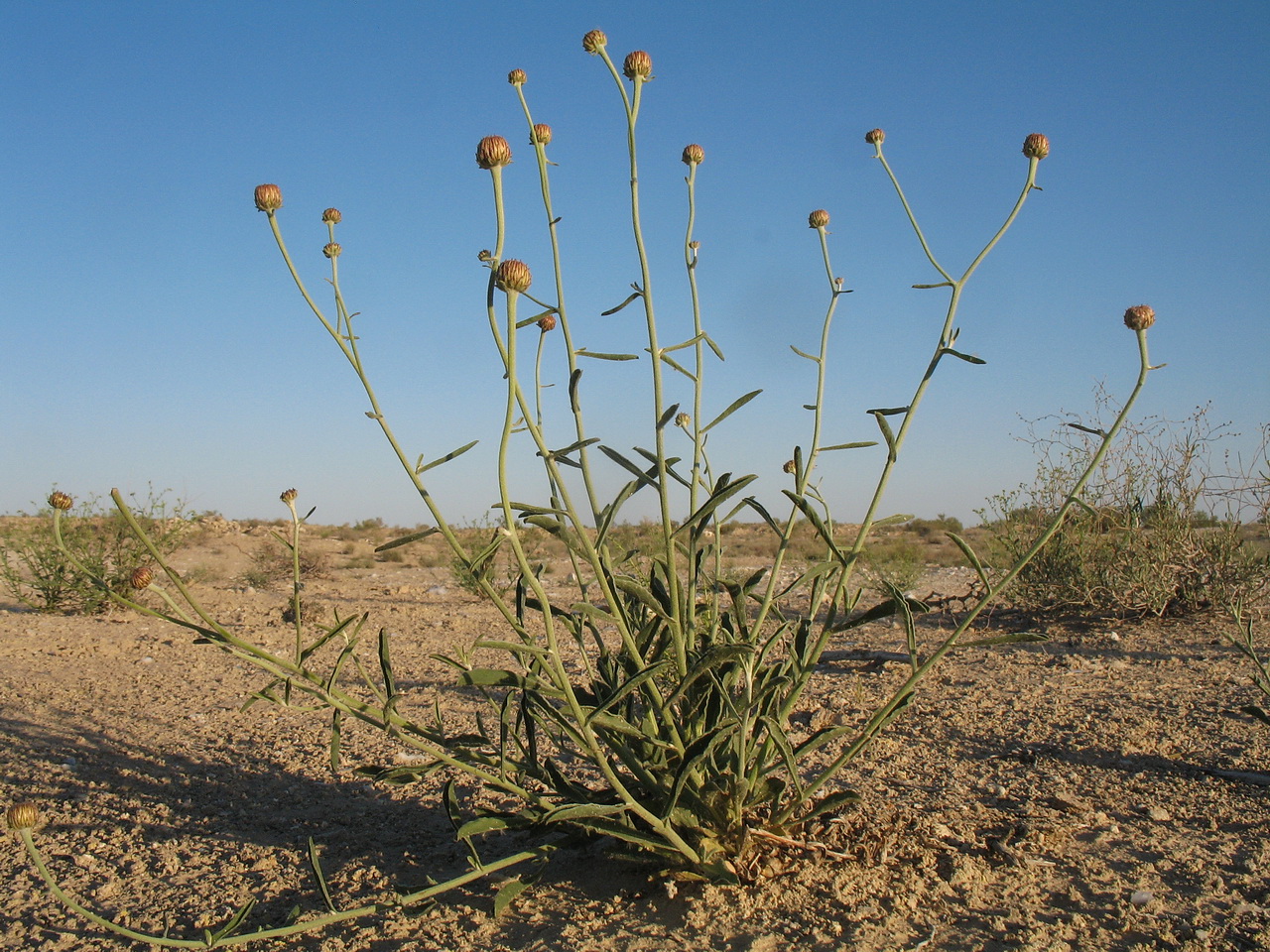 Image of Inula multicaulis specimen.