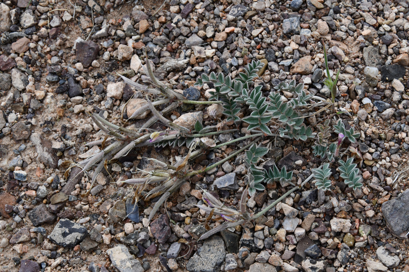 Image of Astragalus amabilis specimen.