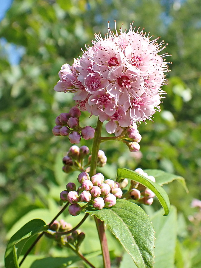 Image of Spiraea salicifolia specimen.