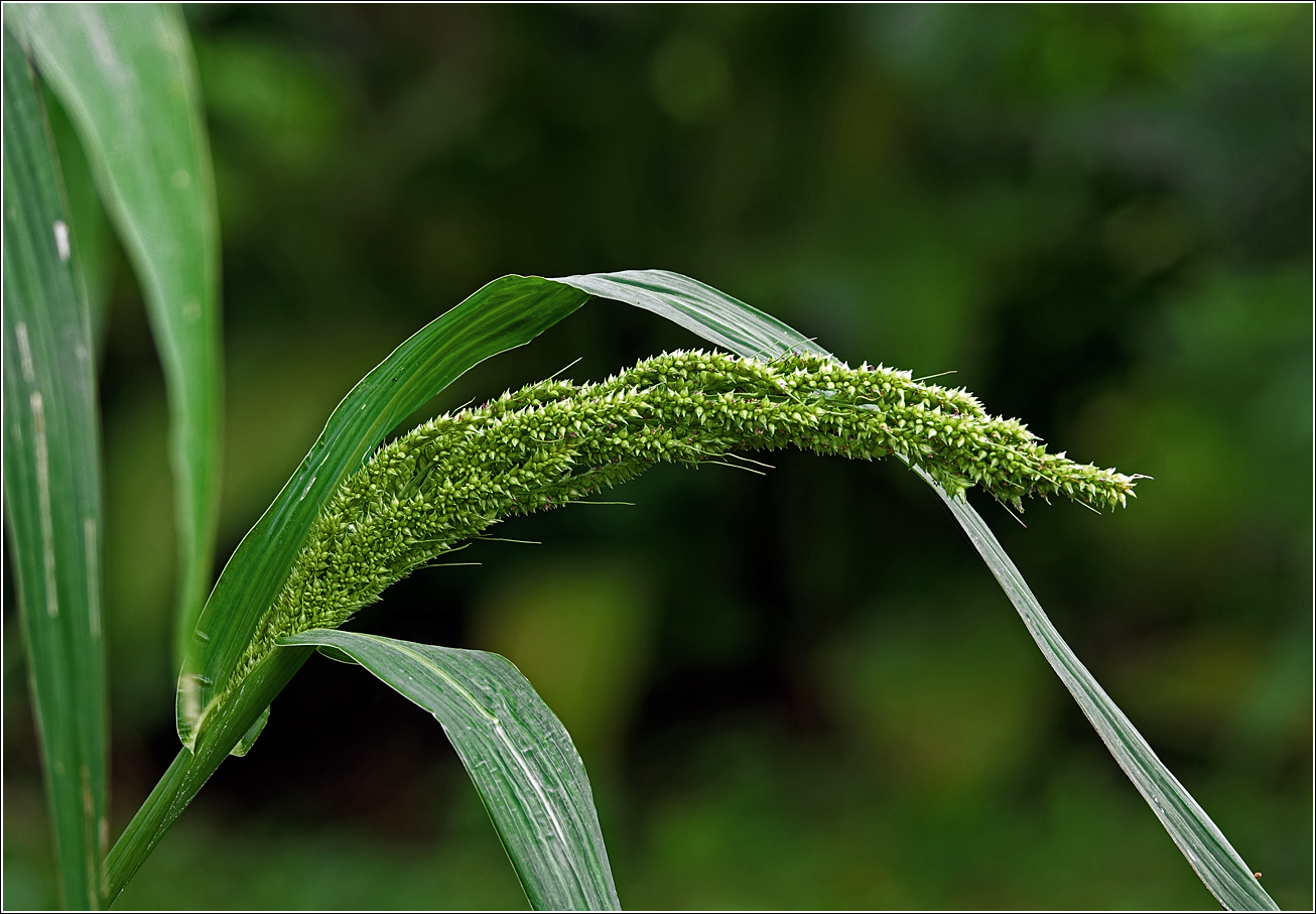 Изображение особи род Echinochloa.