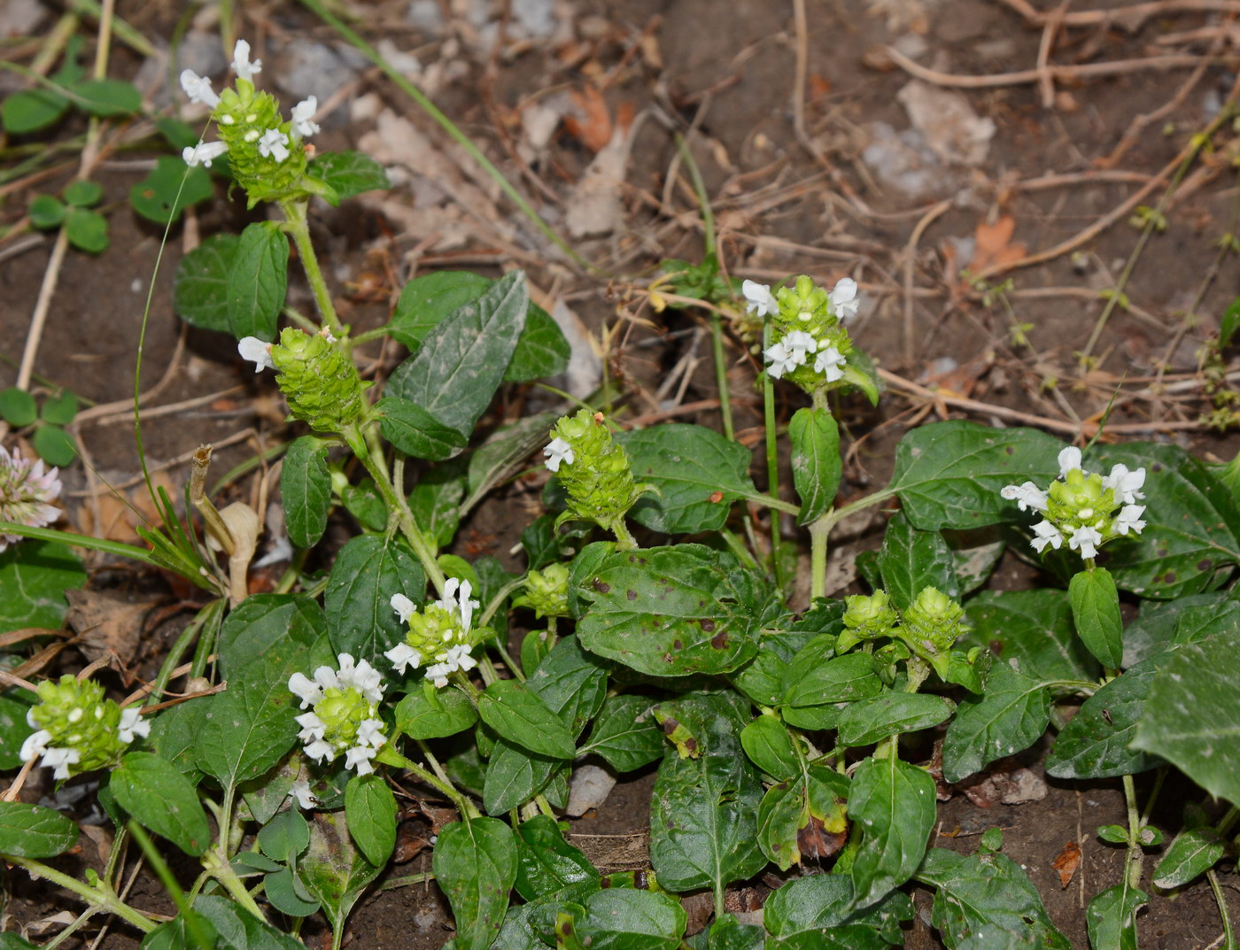 Image of Prunella vulgaris specimen.