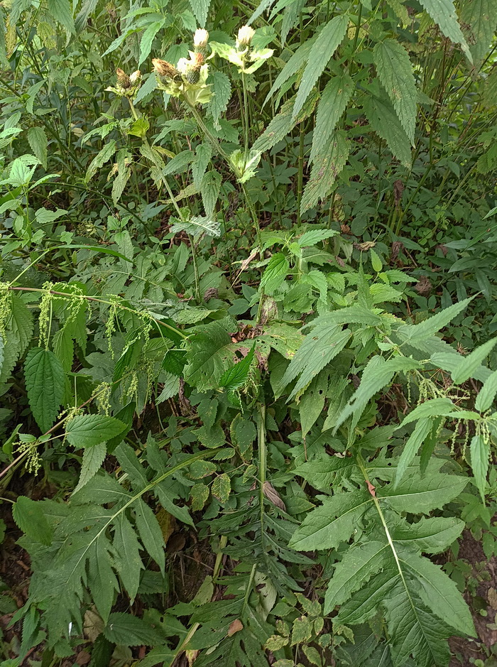 Image of Cirsium oleraceum specimen.