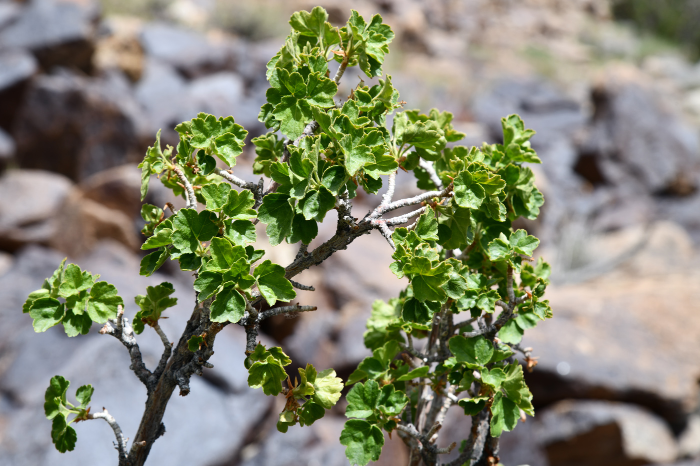 Image of Ribes villosum specimen.