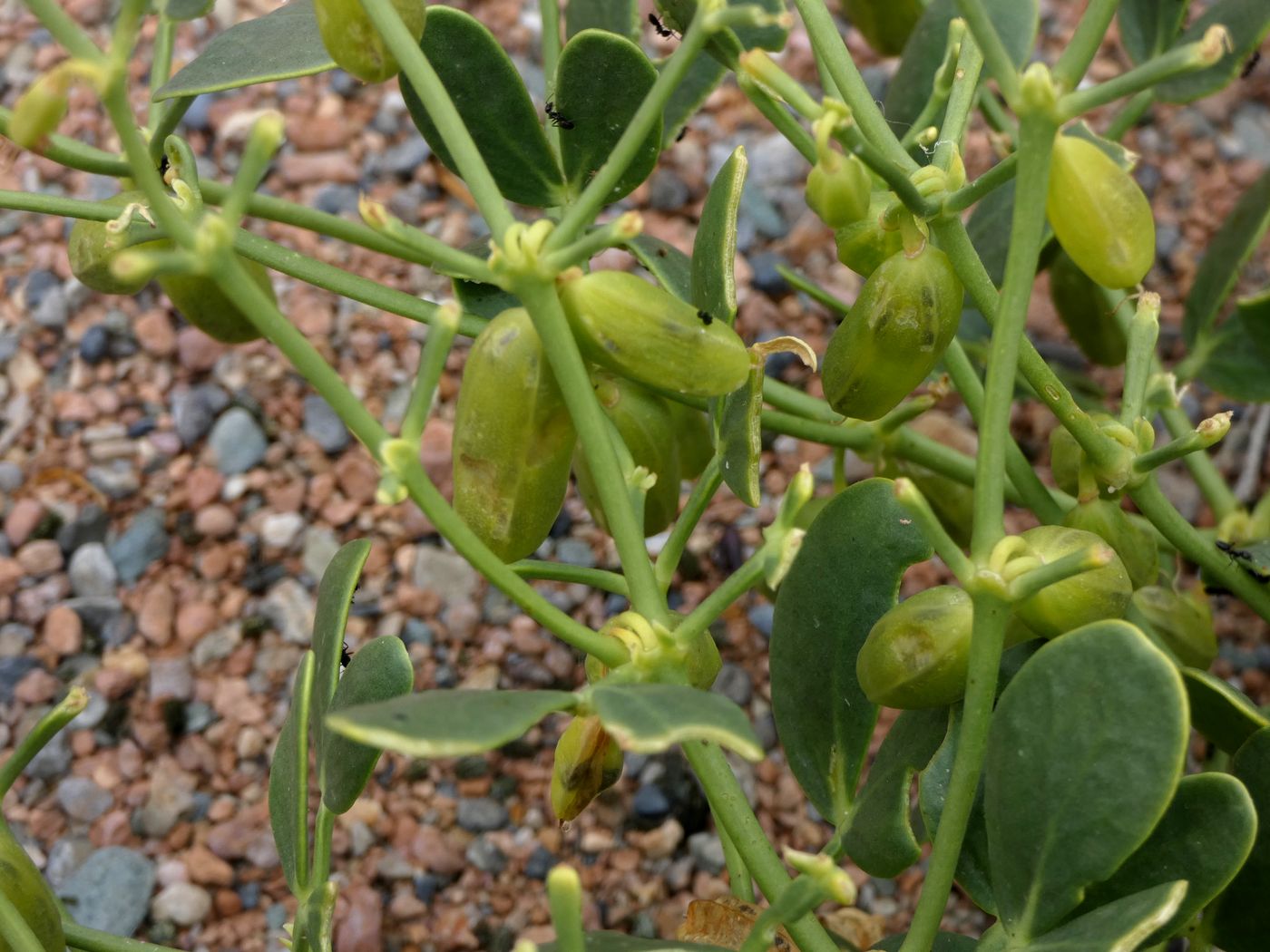 Image of Zygophyllum fabago ssp. orientale specimen.