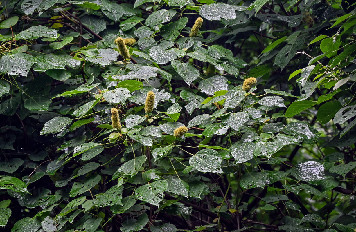 Изображение особи Mallotus nepalensis.