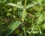 Stachys balansae