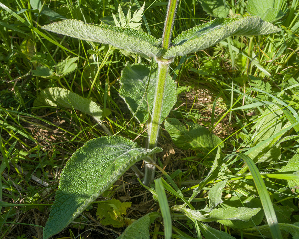 Image of Stachys balansae specimen.