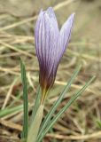 Crocus tauricus. Верхушка цветущего растения. Крым, г. Симферополь, окр. мкр-на Пневматика, куэста, луг. 20.02.2024.