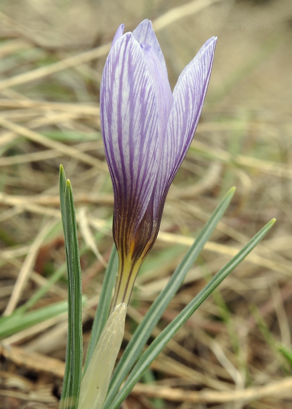 Изображение особи Crocus tauricus.