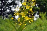 Lysimachia davurica